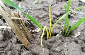 立针苗.png 立针苗.png