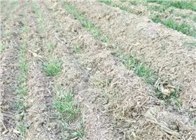 麦苗枯死.png 麦苗枯死.png