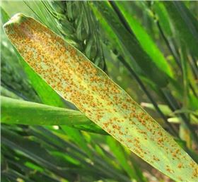 叶锈病.jpg 叶锈病.jpg