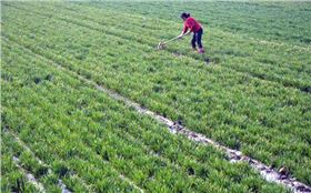 小麦浇灌 小麦浇灌