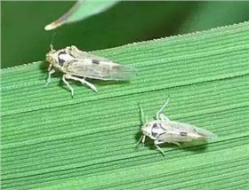 稻飞虱.png 稻飞虱.png