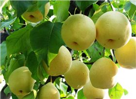 梨树