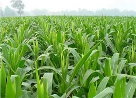 玉米顶腐病.png 玉米顶腐病.png