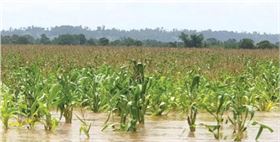 洪涝灾害下的玉米.png 洪涝灾害下的玉米.png