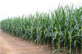 玉米高产.png 玉米高产.png