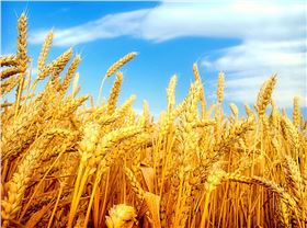 小麦.png 小麦.png