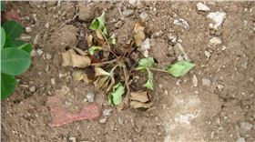 花生地下害虫.png 花生地下害虫.png