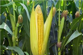 玉米.png 玉米.png