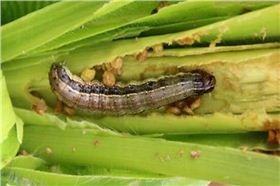 草地贪夜蛾.png 草地贪夜蛾.png