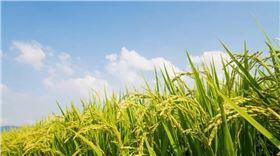 水稻.png 水稻.png