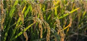 穗瘟.png 穗瘟.png