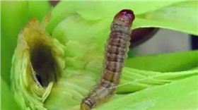 虫害.png 虫害.png