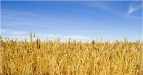 小麦.png 小麦.png