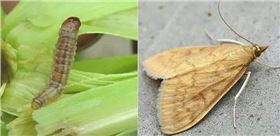 玉米螟.png 玉米螟.png