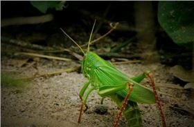 玉米螟.png 玉米螟.png