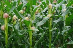 玉米.png 玉米.png