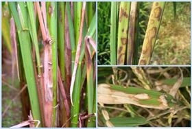 水稻纹枯病.png 水稻纹枯病.png