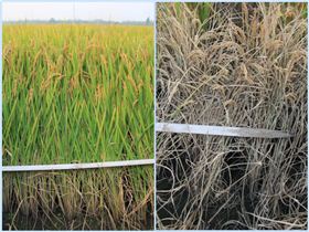 水稻纹枯病.png 水稻纹枯病.png