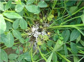 花生白绢病.png 花生白绢病.png