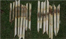 玉米茎基腐病.png 玉米茎基腐病.png