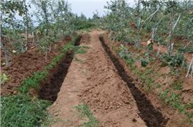 果树底肥.png 果树底肥.png