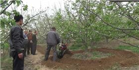 果树底肥.png 果树底肥.png