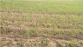 小麦苗黄 小麦苗黄