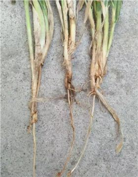 小麦苗黄 小麦苗黄