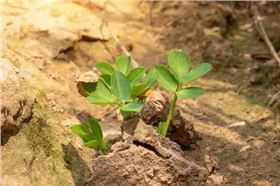 花生拌种剂.webp.jpg 花生拌种剂.webp.jpg