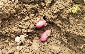 花生拌种剂.webp.jpg 花生拌种剂.webp.jpg