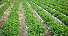 花生拌种剂.webp.jpg 花生拌种剂.webp.jpg