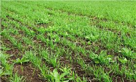 小麦除草剂 小麦除草剂