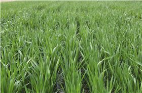 小麦除草剂 小麦除草剂