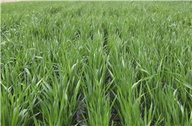 麦田除草剂 麦田除草剂