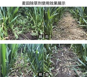 麦田除草剂 麦田除草剂
