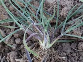 节节麦除草剂 节节麦除草剂