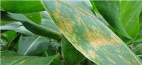 玉米锈病 玉米锈病