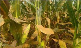 玉米锈病 玉米锈病