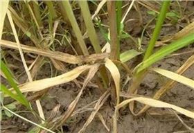 小麦纹枯病 小麦纹枯病