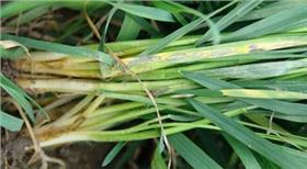 小麦纹枯病 小麦纹枯病