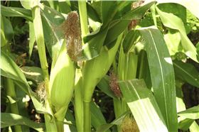 如何有效防治玉米锈病 如何有效防治玉米锈病