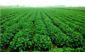 花生拌种剂 花生拌种剂