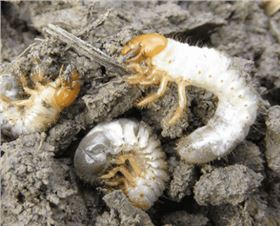 地下害虫 地下害虫