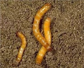 地下害虫 地下害虫