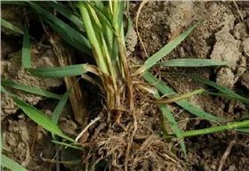 小麦茎基腐病 小麦茎基腐病