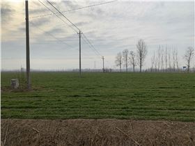 麦田除草剂 麦田除草剂