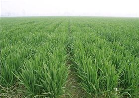 麦田除草剂.png 麦田除草剂.png