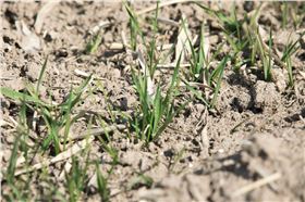 返青期浇水施肥 返青期浇水施肥