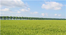 返青期浇水施肥 返青期浇水施肥