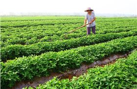 花生拌种 花生拌种